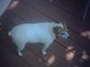 this is gabby my dog