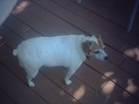 this is gabby my dog