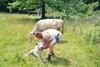 Aces First Steps...1st Bull-Calf of 2005