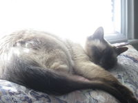 love Siamese cats ,this is chow,my baby
