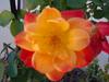 From my flower garden