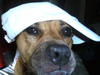 My sons dog Diamond,Don't hate you know she cool. It's Gucci Di