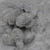 Seaturtles being hatched...there were approx 90 taken to the Refuge!...it was Amazing!!!