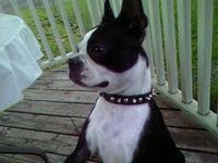 My little man. My Boston terrier.