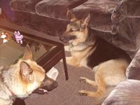 my dogs
