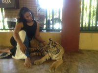 Tango with a tiger in Thailand
