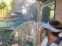 Busch Gardens, FL