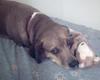 my dog tinker