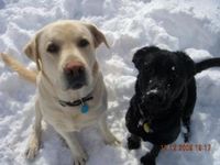 Josie and Salem playing in the snow!
